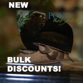Trapdoor Pond Snails <br> (Bulk Quantity 50 or more) From the fishery