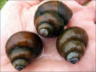 Trapdoor Pond Snails <br> (Bulk Quantity 50 or more) From the fishery